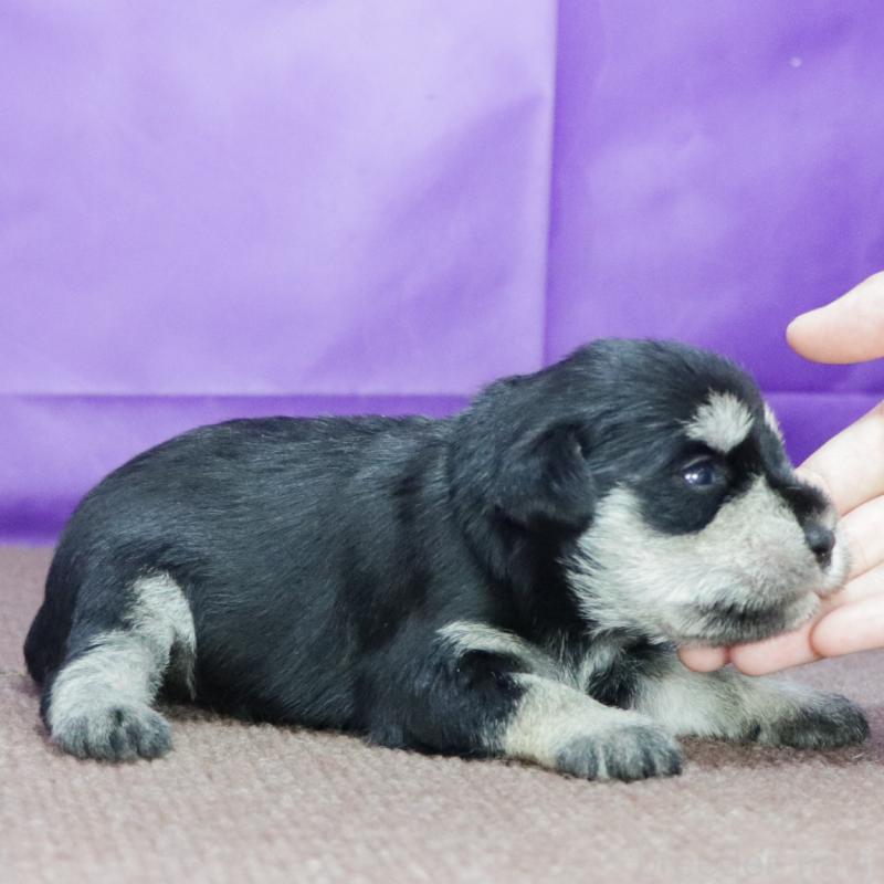 販売中の愛知県のミニチュアシュナウザー-411597の3枚目